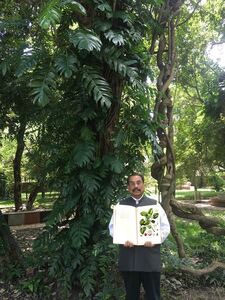 Standing at the Botanical Gardens, in front of the tree Monstera Deliciosa, holding a copy of Flora Indica