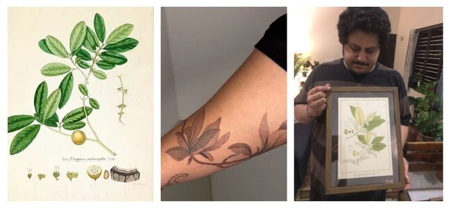 13. My son Abhishek has taken after me and loves Roxburgh. He has prints framed which hangs at his home and most recently has got a Roxburgh tattooed on his arm thumb